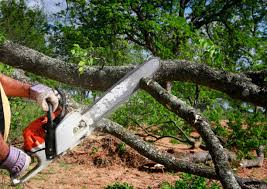 Best Tree Cabling and Bracing  in Brownstown, PA