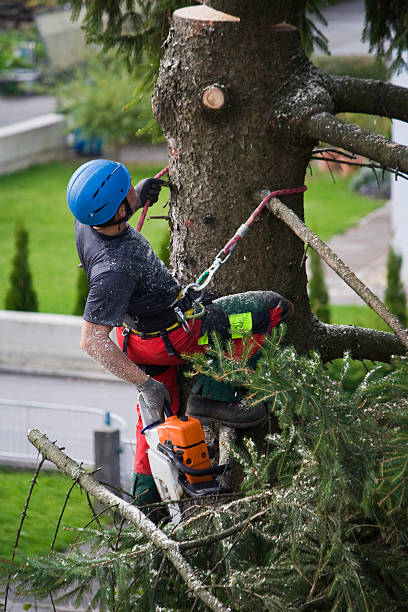 Lawn Watering Services in Brownstown, PA