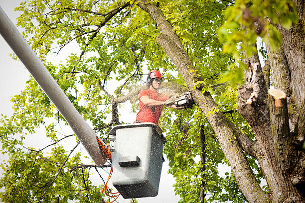 Best Leaf Removal  in Brownstown, PA